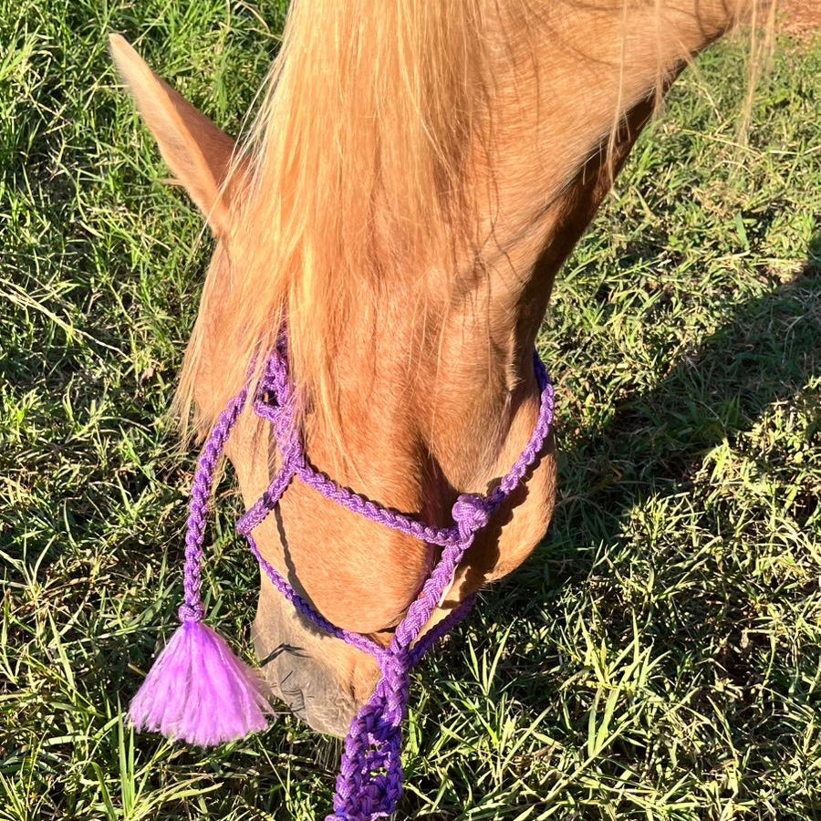 Cabresto trançado roxo